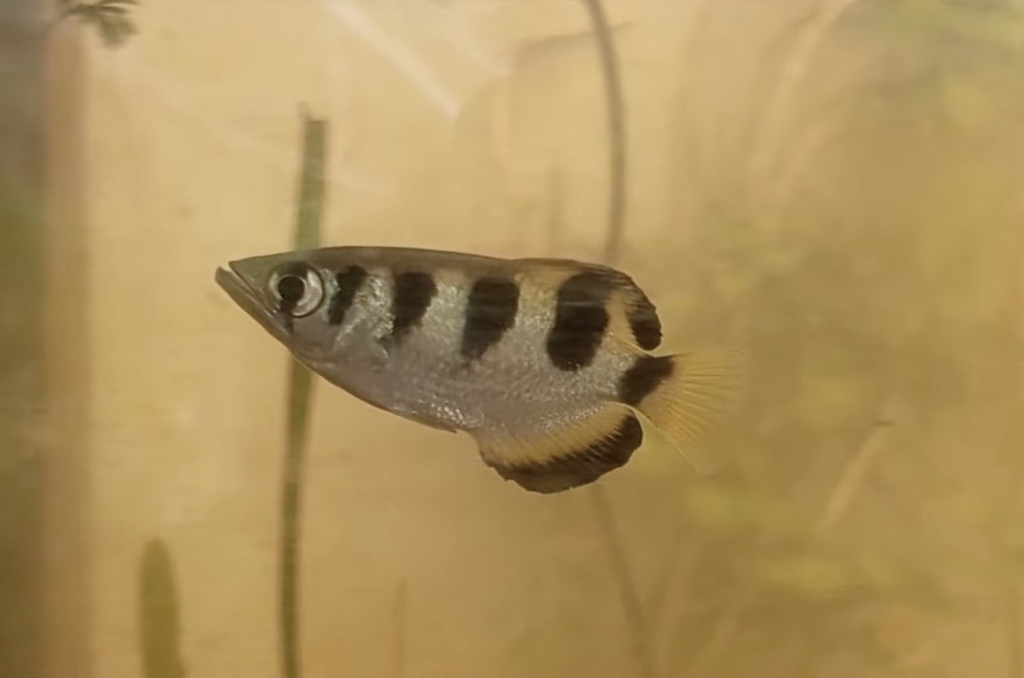 Bagaikan Pokemon Air Penembak Jitu dari Perairan Payau: Mengenal Kehebatan Archer Fish