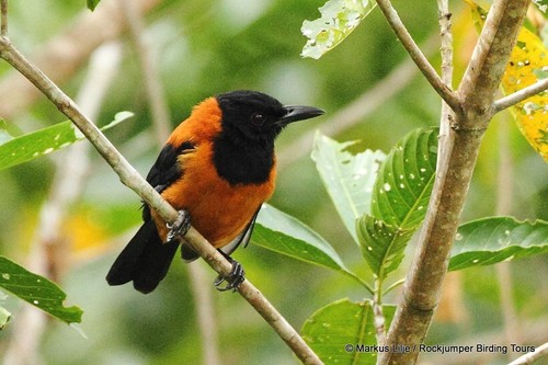 hooded Pitohui) Bahaya & Cantik dari Papua rahasia Mematikan Di balik bulu.