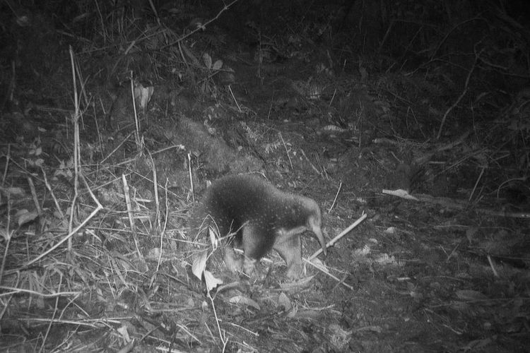 Penemuan kembali EKIDNA Yang dianggap punah di Papua