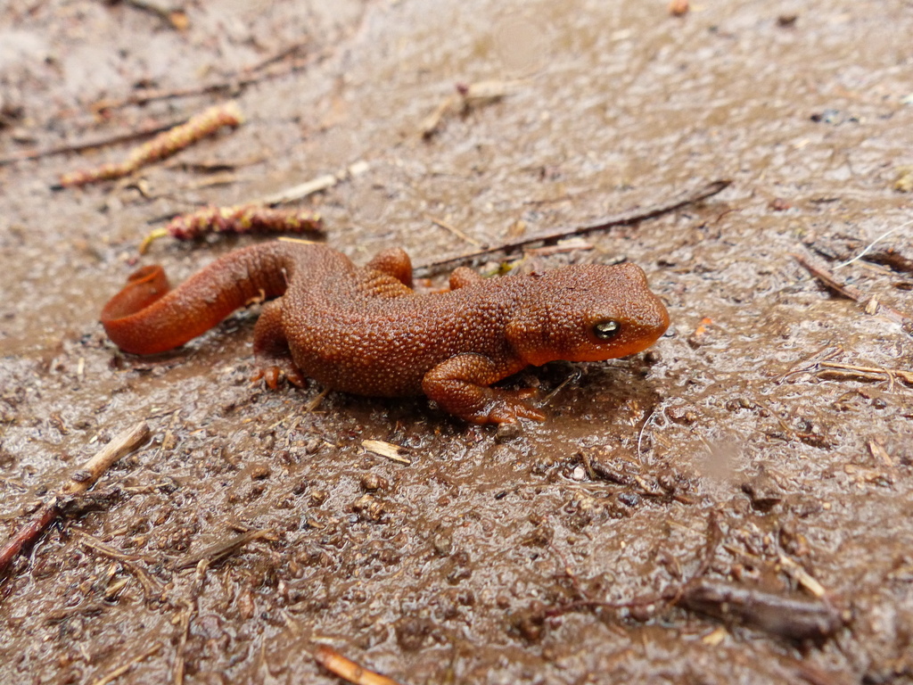 Taricha granulosa) Salamander paling beracun