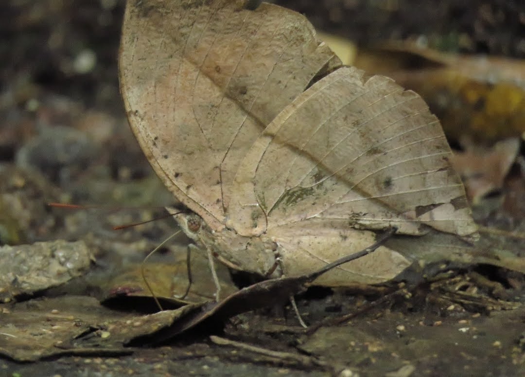 Sang Master Kamuflase yang Menipu Maut di Hutan Asia