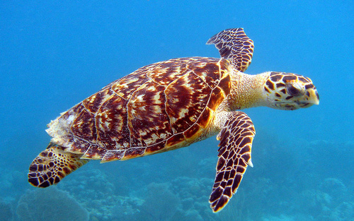 Reptil laut petualang sejati lautan.