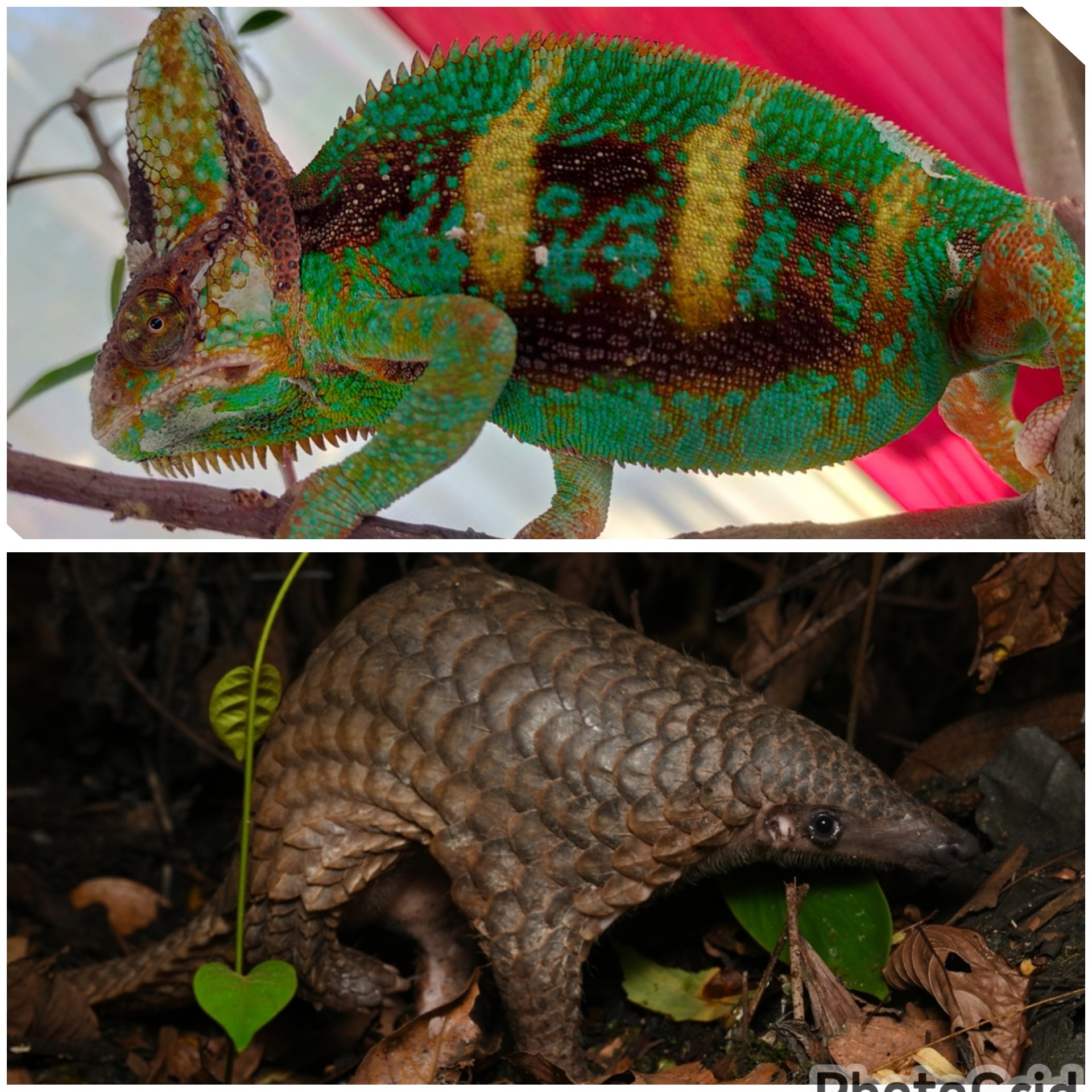 Benarkah Bunglon Satwa dengan lidah Terpanjang di dunia? Atau ada Satwa lain ?