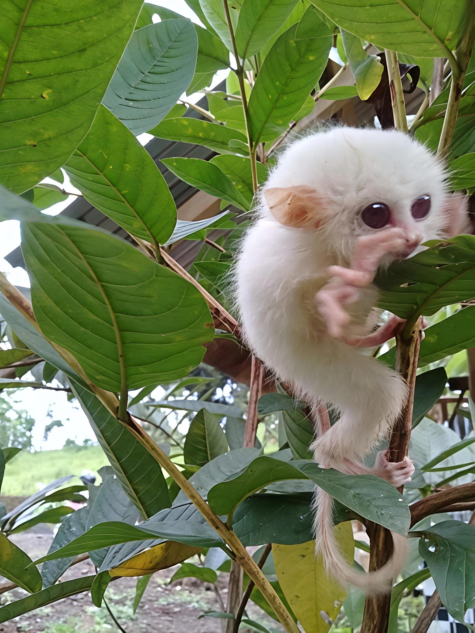 Di sangka kera Putih mini ternyata mamalia ini Tertangkap kamera di Minahasa.