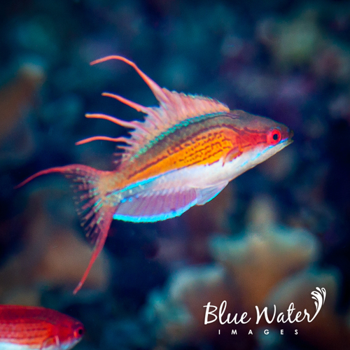 Pesona kecantikan Termahal Ikan Karang "Paracheilinus Nursalim" Dari Papua Barat