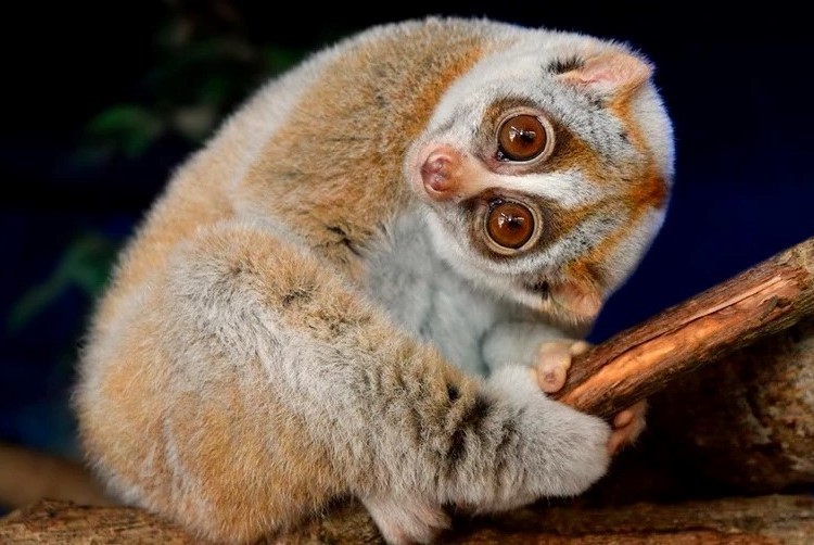 Lucu & imut tapi mematikan, Satu satunya Mamalia Berbisa di Dunia