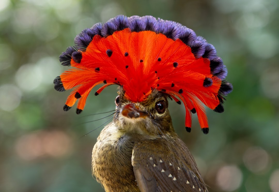Pesona 'Mahkota' Warna-Warni: Mengenal Royal Flycatcher, Si Burung Kipas dari Hutan Tropis