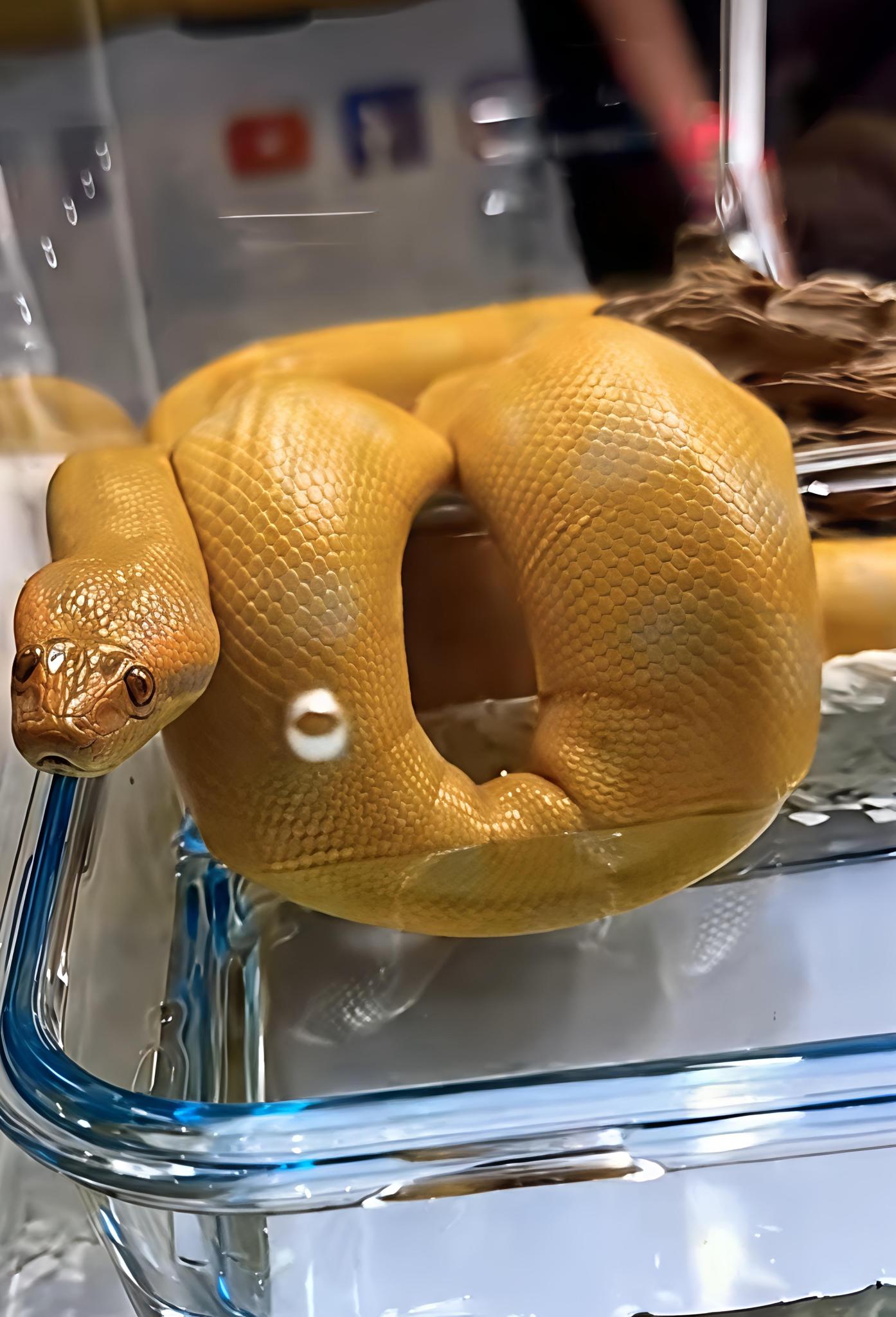Anaconda Albino T+ Di jual dengan harga 1,6 Miliar Rupiah/ 100k Dollar