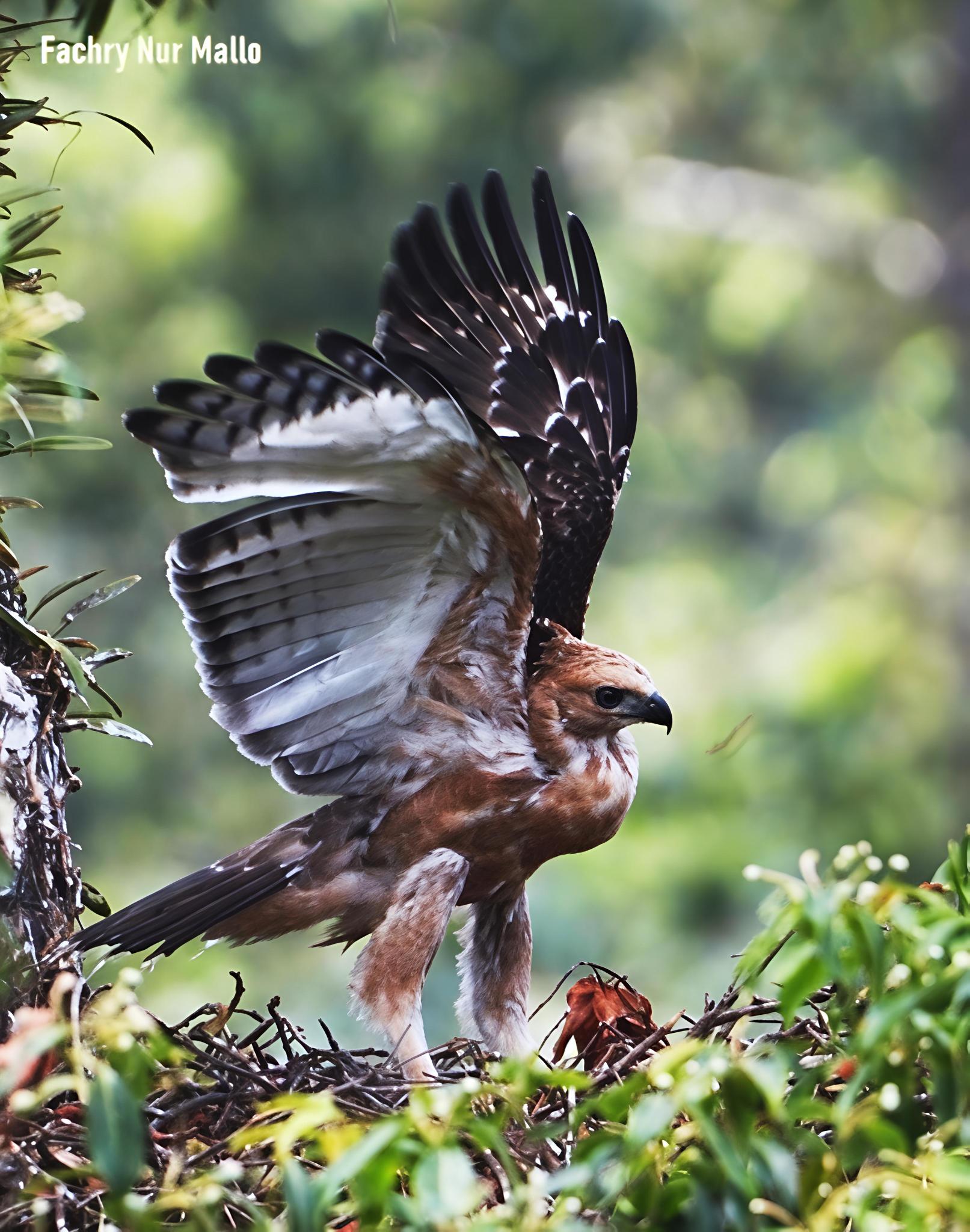 Elang Jawa: Sang 'Garuda' Nyata , Menjadi Inspirasi Lambang Negara Indonesia