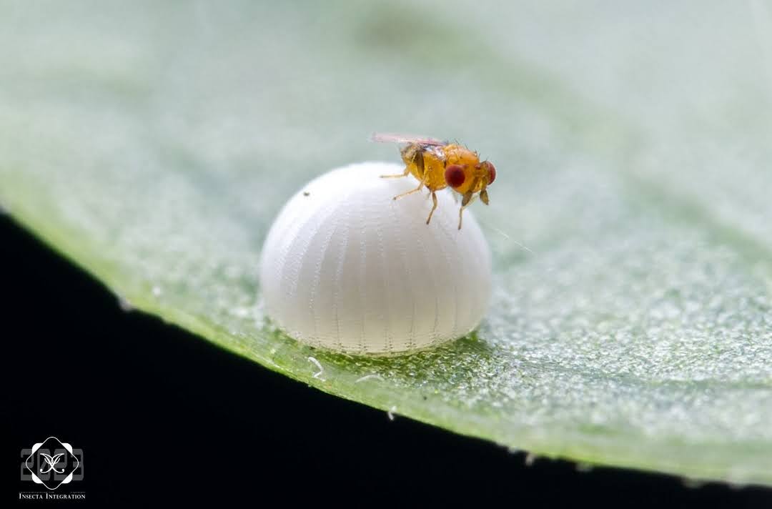 Makhluk "Anti-Kiamat" Sesungguhnya Tawon Mikroskopis Trichogramma
