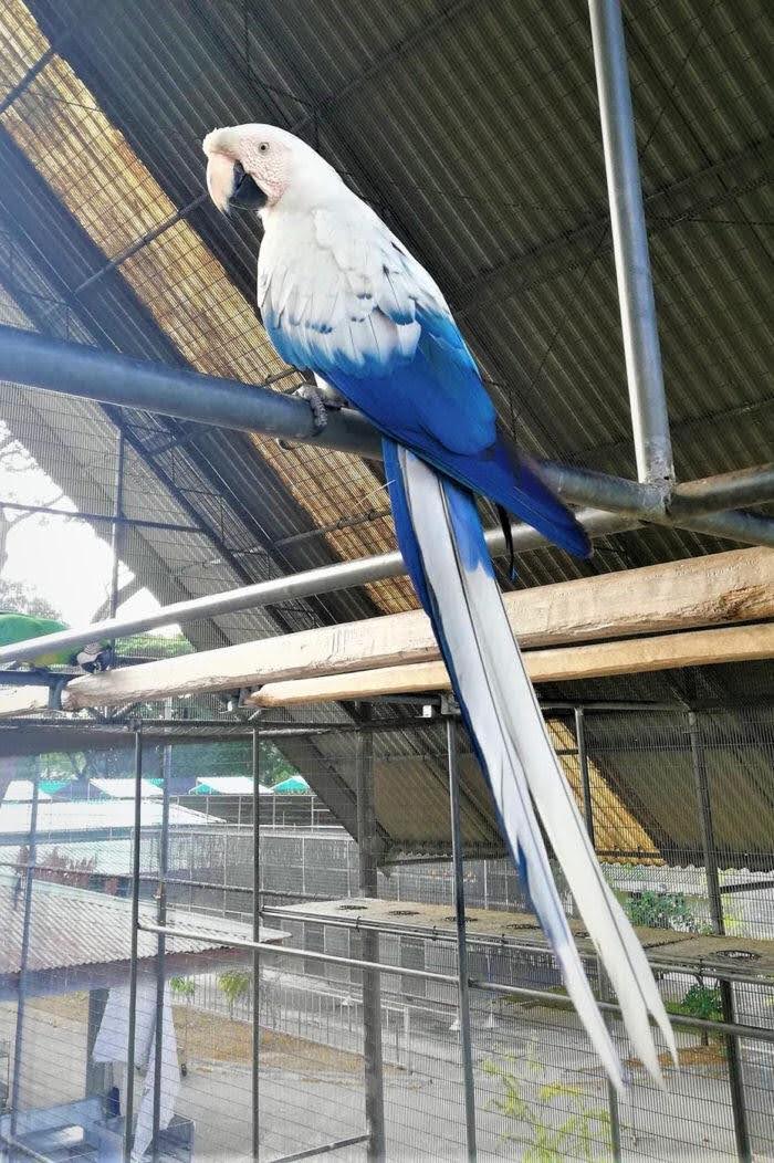 Pesona "Langit dan Awan": Keindahan Macaw Langka yang Memikat Mata