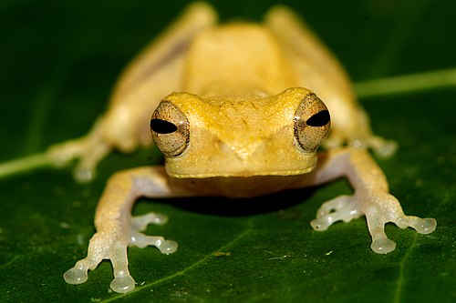 Spesies Baru Katak Endemik Jawa Barat, Chirixalus pantaiselatan, Ditemukan di Leuweung Sancang