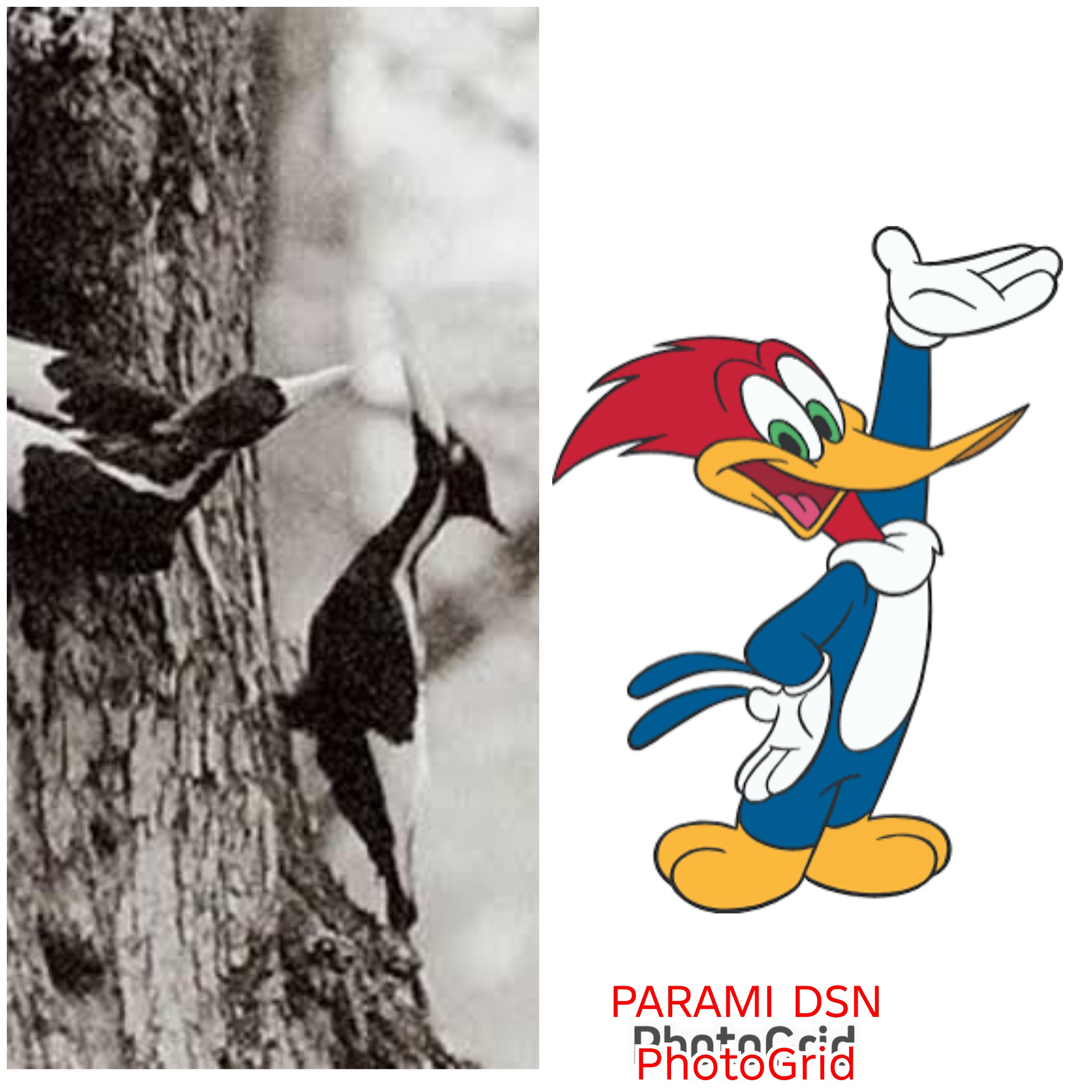 Benarkah Woody Woodpecker merupakan burung yang telah punah di alam)