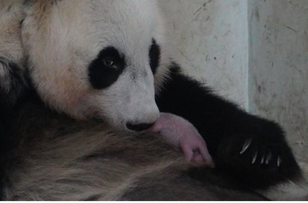 KEJUTAN NASIONAL! Panda Pertama Lahir di Indonesia, Presiden Prabowo Memberinya Nama Yang Cukup Indah.