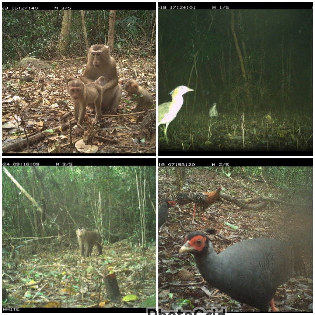 Kamera trap otomatis di  hutan  Kawasan lindung My Son Vietnam mencatat keberadaan spesies satwa  langka.