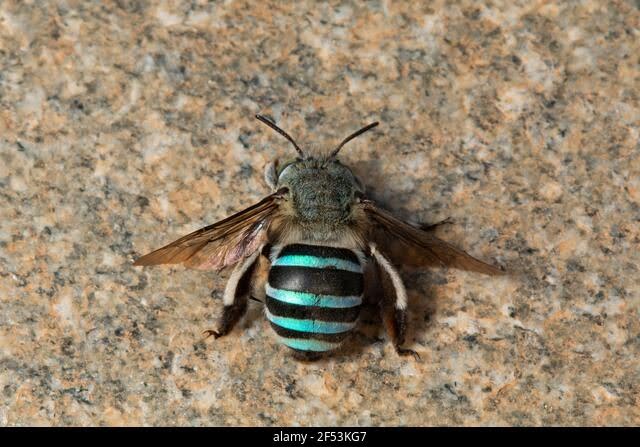 Pesona "Si Biru" dari Australia: Lebah Unik yang Mengubah Cara Kita Memandang Alam