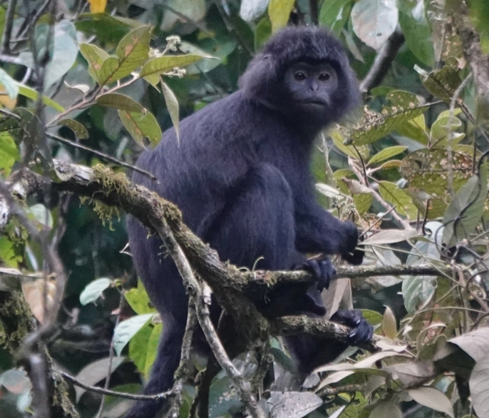 Jejak primata Lutung Jawa Masih Eksis di Hutan Cangar Jawatimur