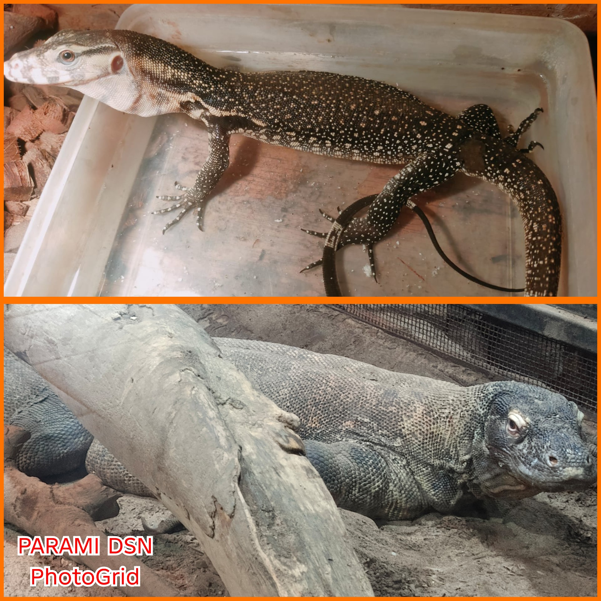 Apakah Biawak & komodo bisa saling bertarung di alam liar? Siapa yang Lebih Unggul?