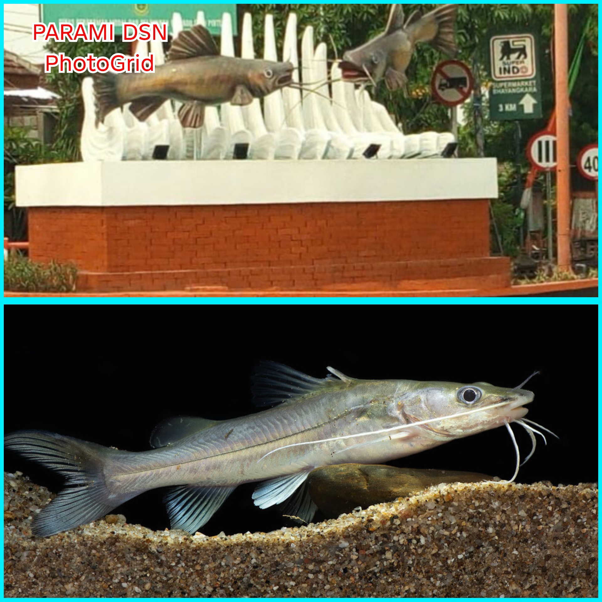 Ikan Rengkik, "Si Kumis Sungai Brantas",Maskot Kota Mojokerto