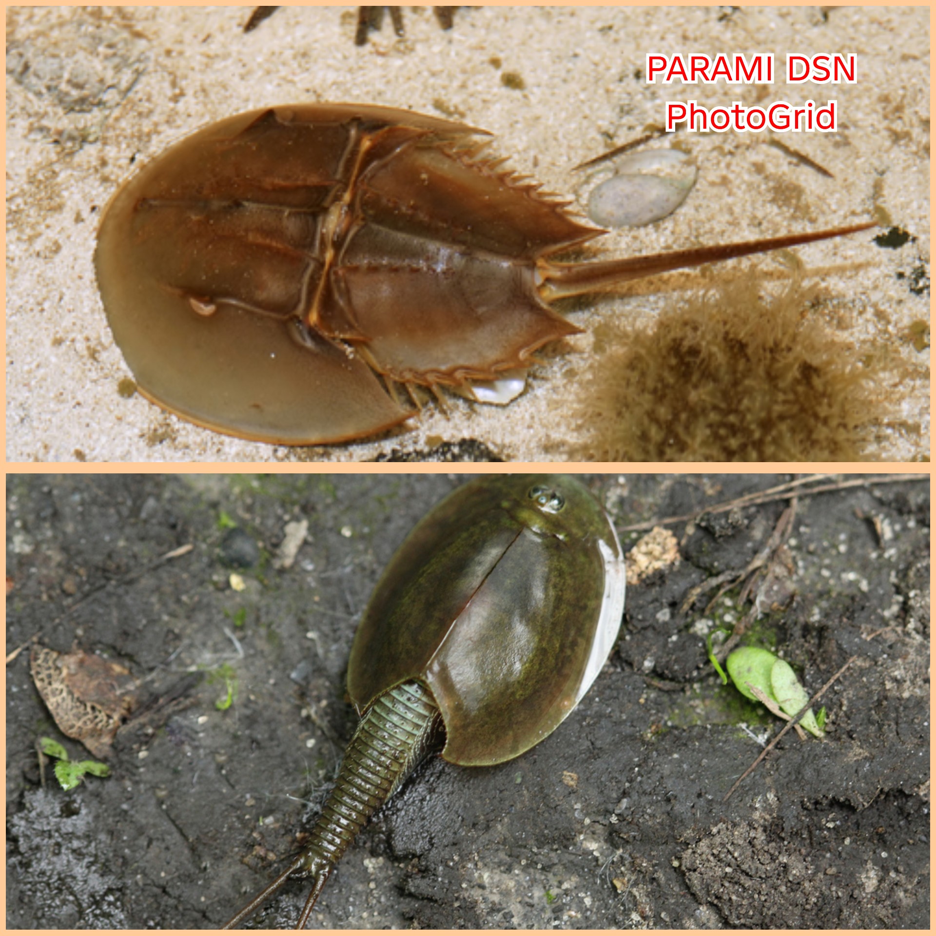 Kenapa Kepiting Tapal Kuda & Triops Hampir Mirip Bentuknya? Ternyata Bukan Karena Kerabat Dekat!
