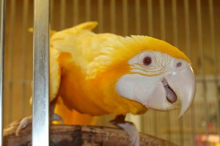 Fenomena Langka: Munculnya Macaw "Emas" yang Memukau Pecinta Satwa