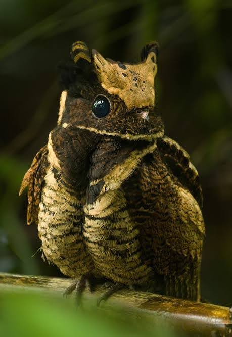 Naga" yang Bersembunyi di Hutan Asia: Pesona Misterius Great Eared Nightjar