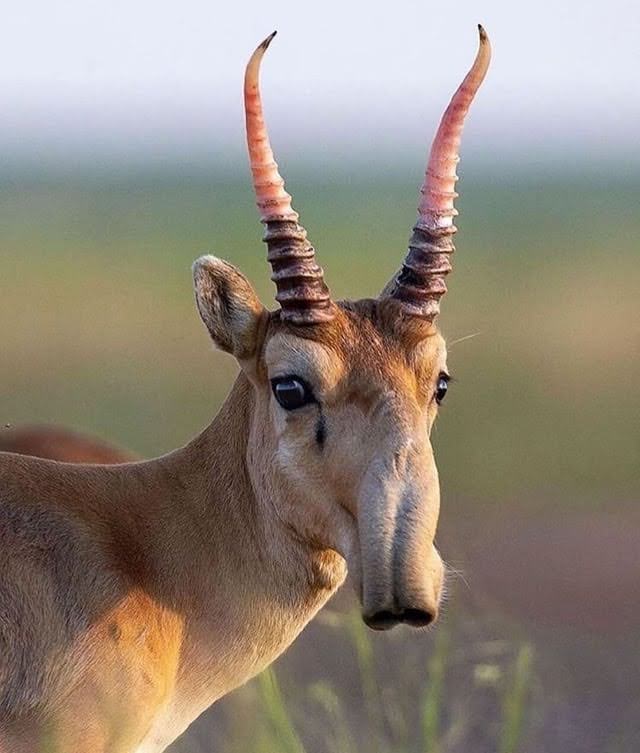 Saiga, Antelop Berhidung Unik di Ambang Kepunahan