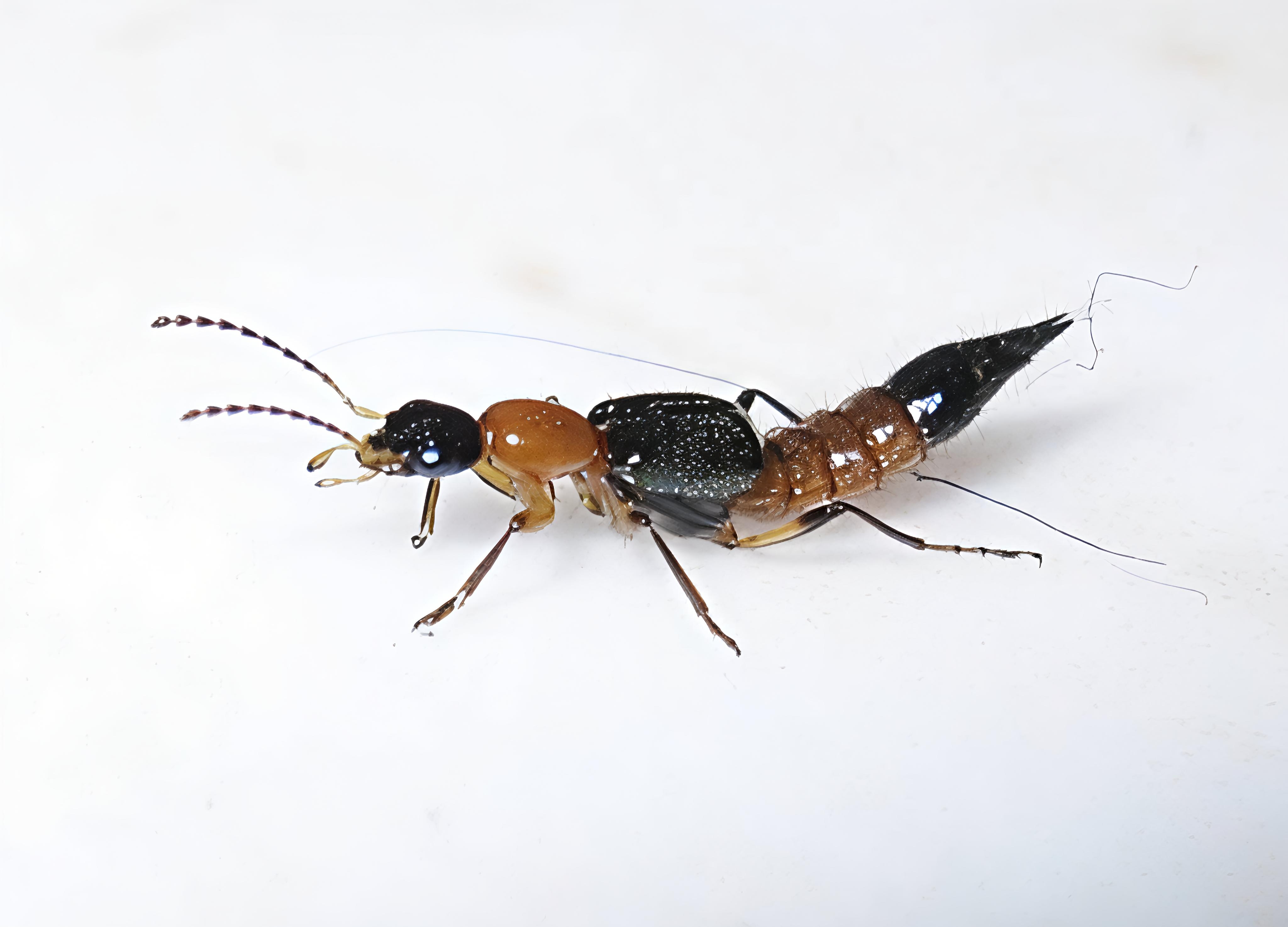 Kilas Balik Wabah Tomcat yang Mengguncang Indonesia