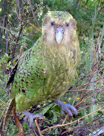 Kakapo, Burung Beo Terberat dan Paling Langka di Dunia yang Bertahan di Ujung Kepunahan