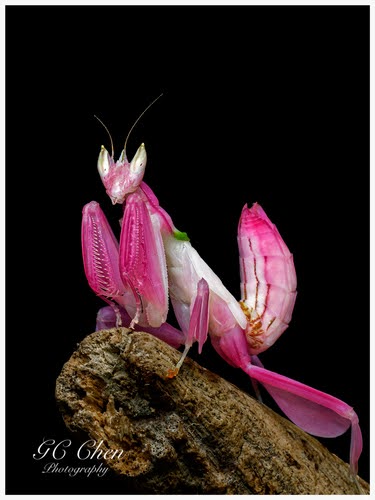 Si Cantik Orchid Mantis, Hymenopus coronatus yang ganas & mematikan dari Indonesia.