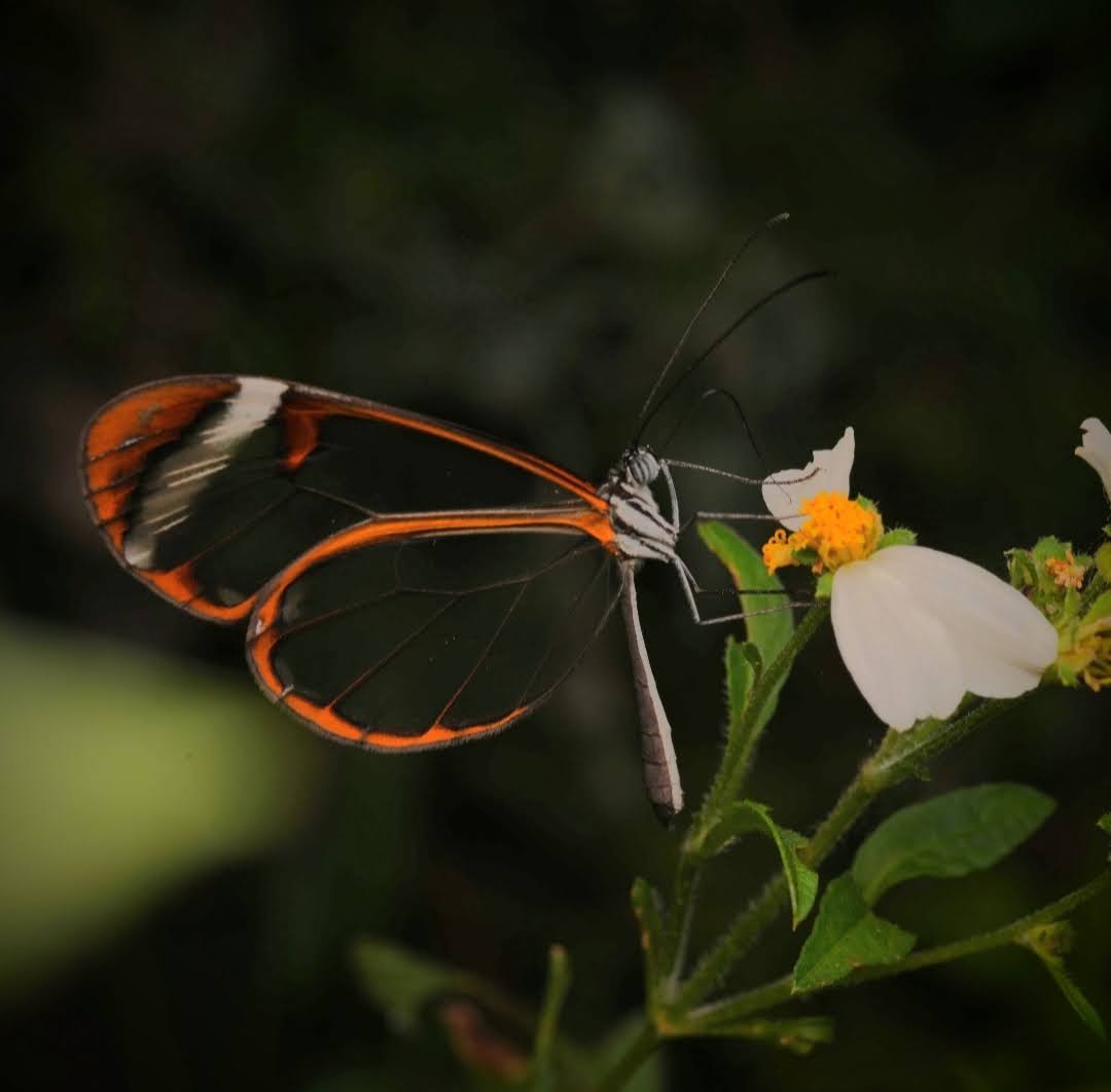 Si Kupu-Kupu Transparan yang Menghilang di Balik Cahaya