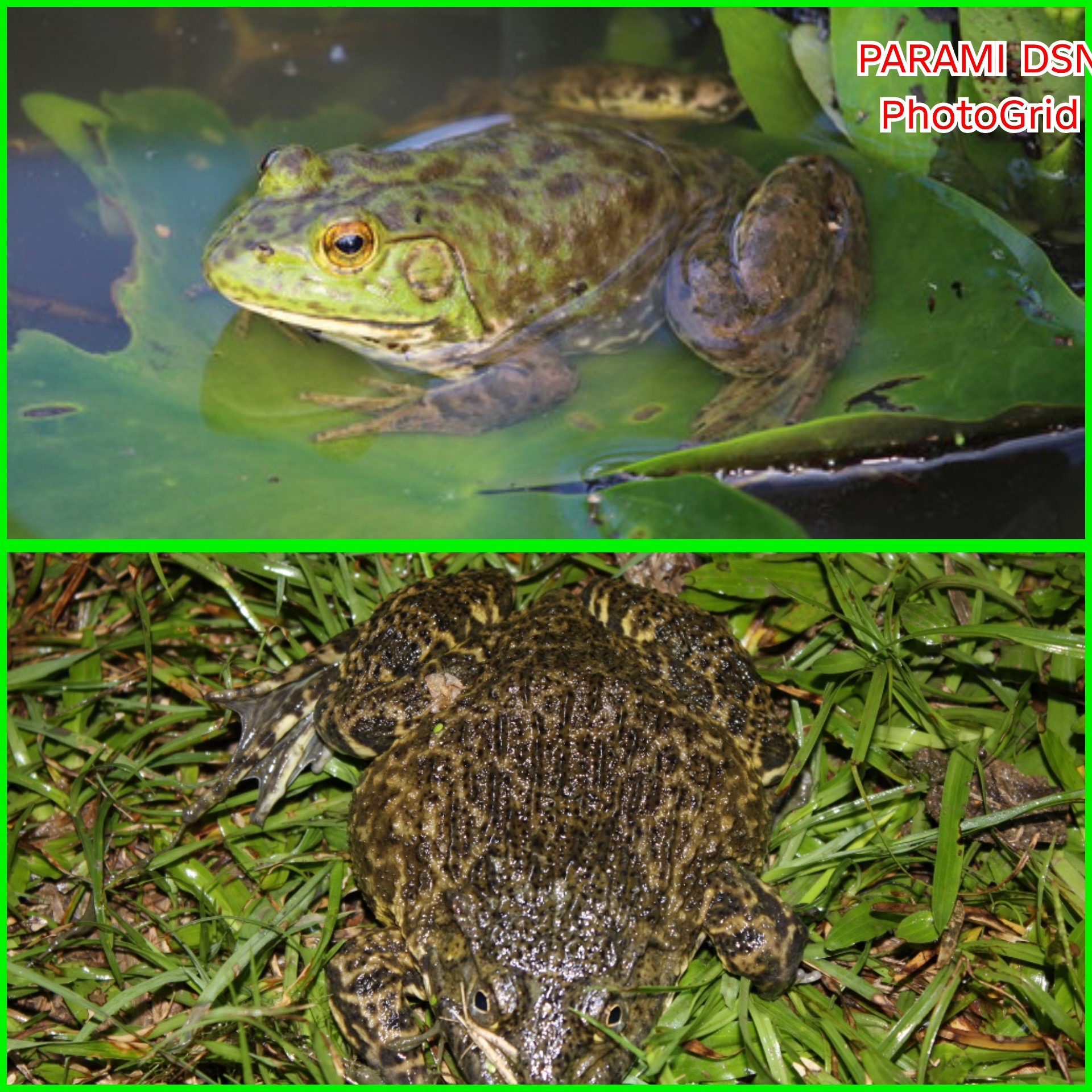Jenis Kodok/Katak apa yg paling di minati di resto