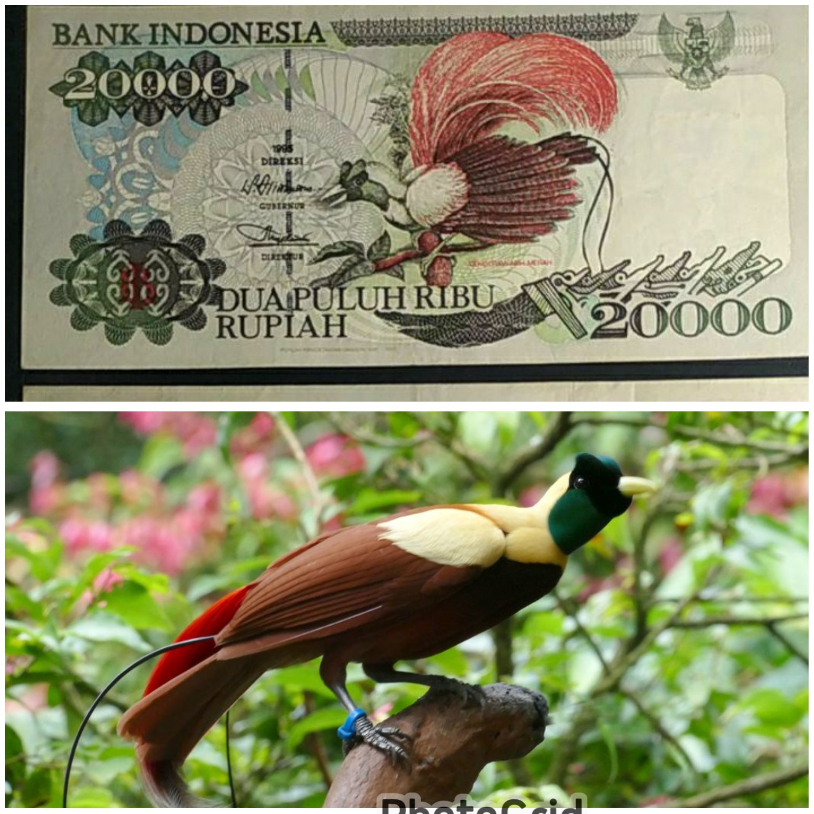 Burung Surga" Dari Simbol Keagungan di Papua hingga Menghiasi Mata Uang Indonesia