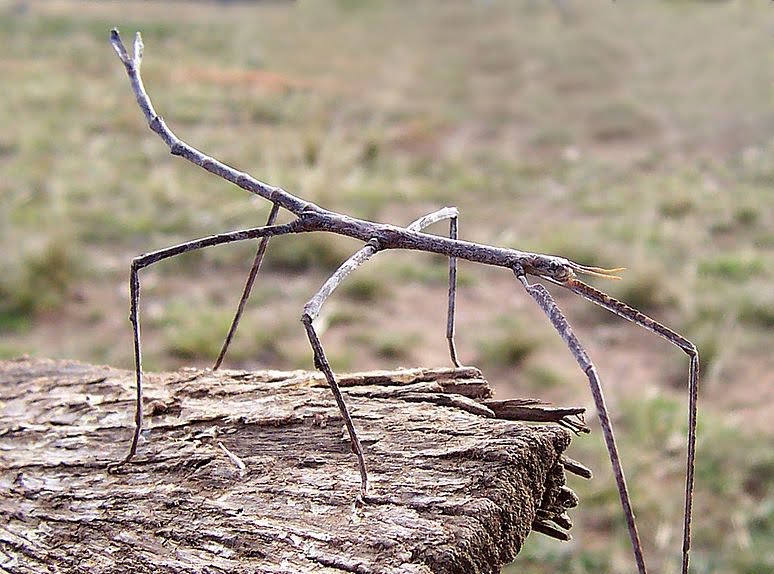 Jangan Berkedip! Inilah Serangga Paling Jago Menyamar yang Harus Anda Tahu!