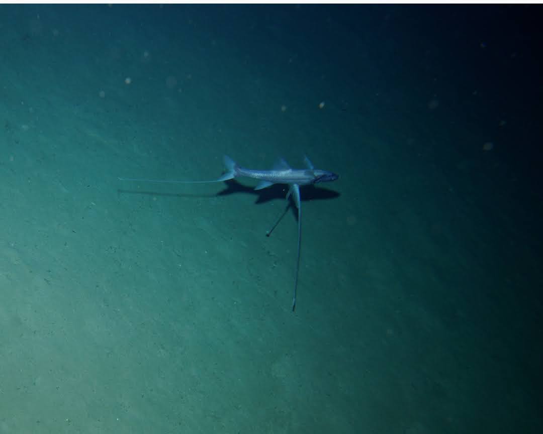 Si "Fotografer" Dasar Laut yang Bertahan Hidup dalam Kegelapan Abadi