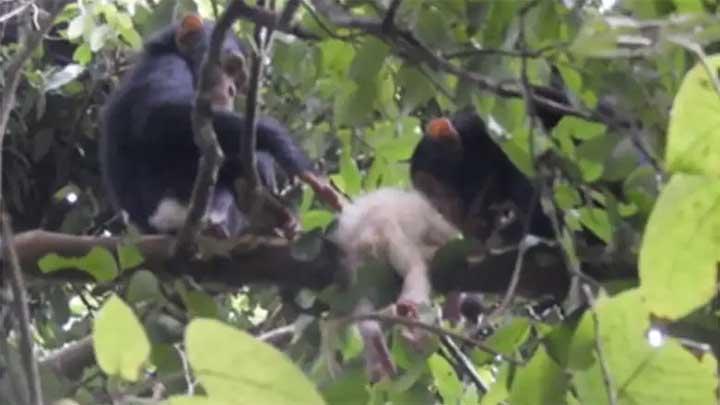 Bayi Simpanse Albino dibully dan akhirnya tak mampu bertahan di kawanan