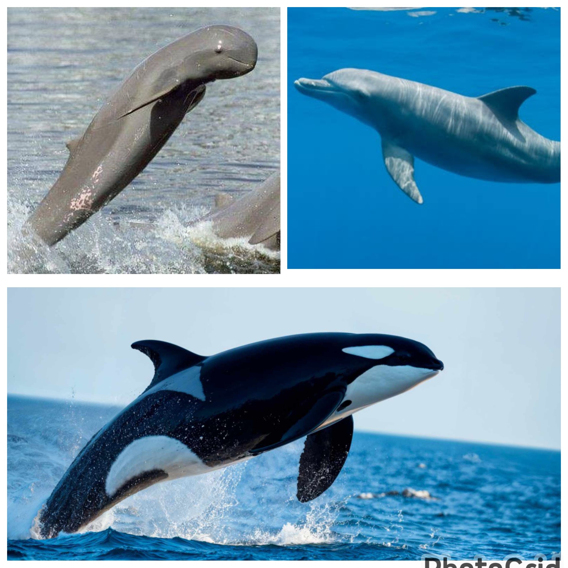 Orca & Lumba memiliki kecerdasan namun apakah pesut juga sama cerdas nya ?