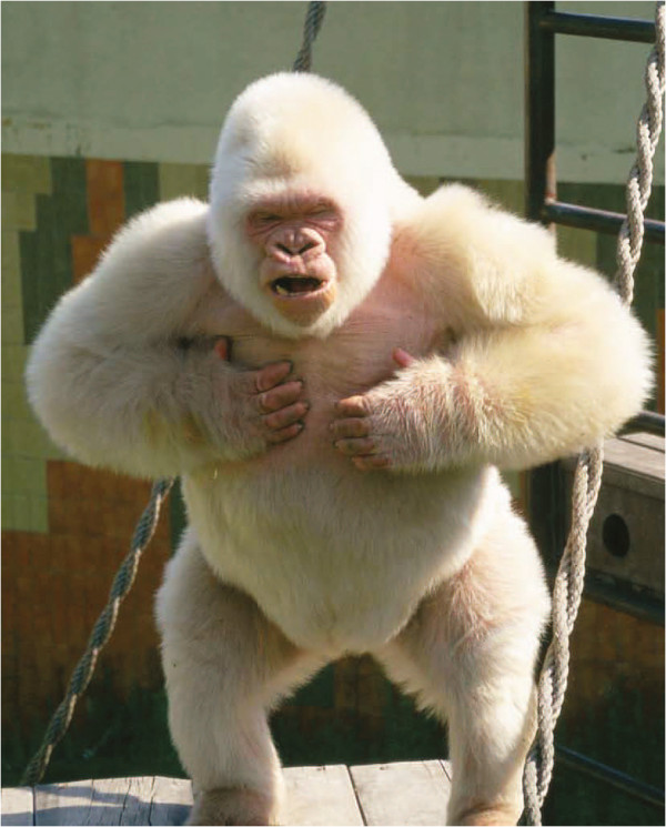 Snowflake, Legenda Gorilla Albino yang pernah di temukan dari Alam