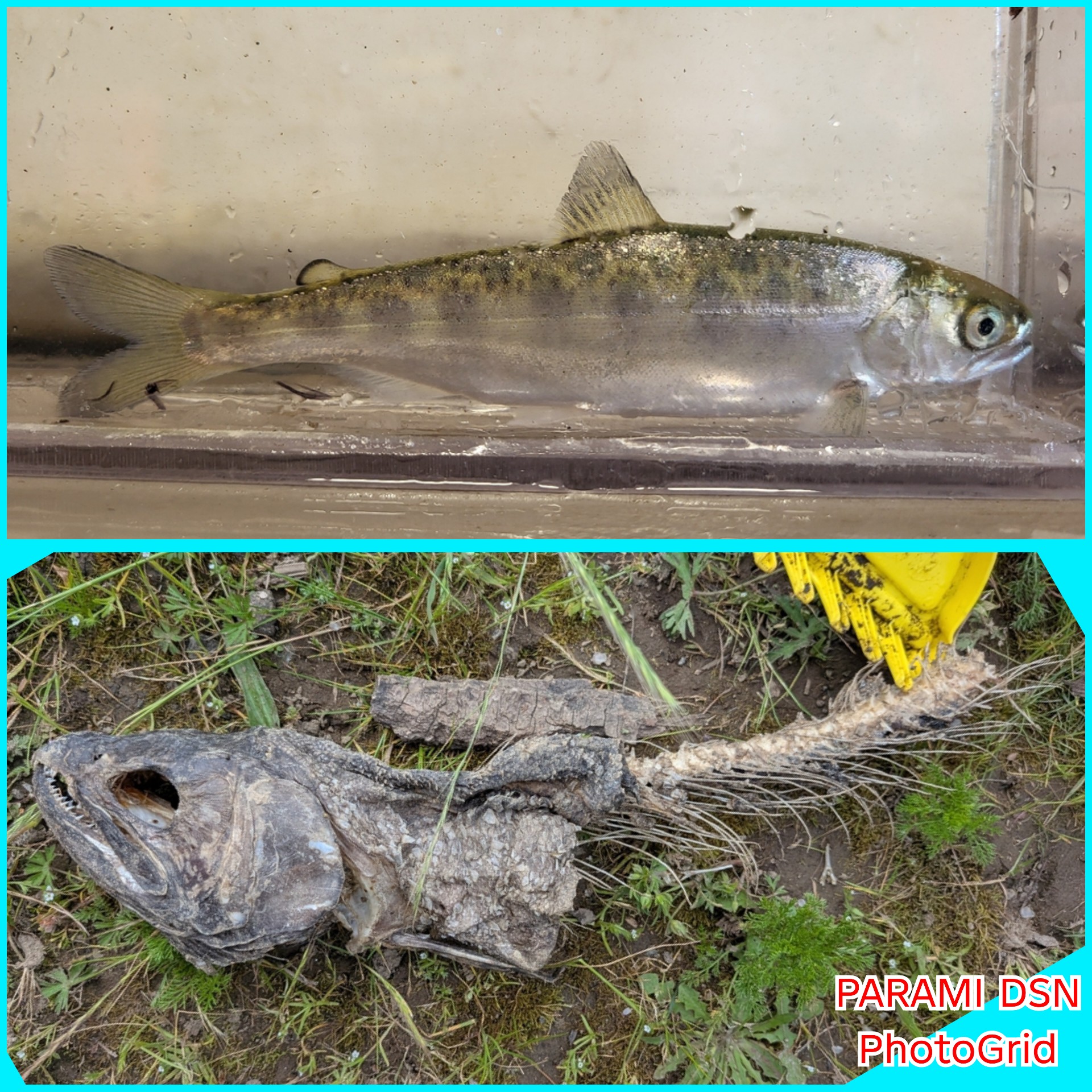 Fenomena "Salmon Zombie": Perjuangan Terakhir sang Raja Sungai
