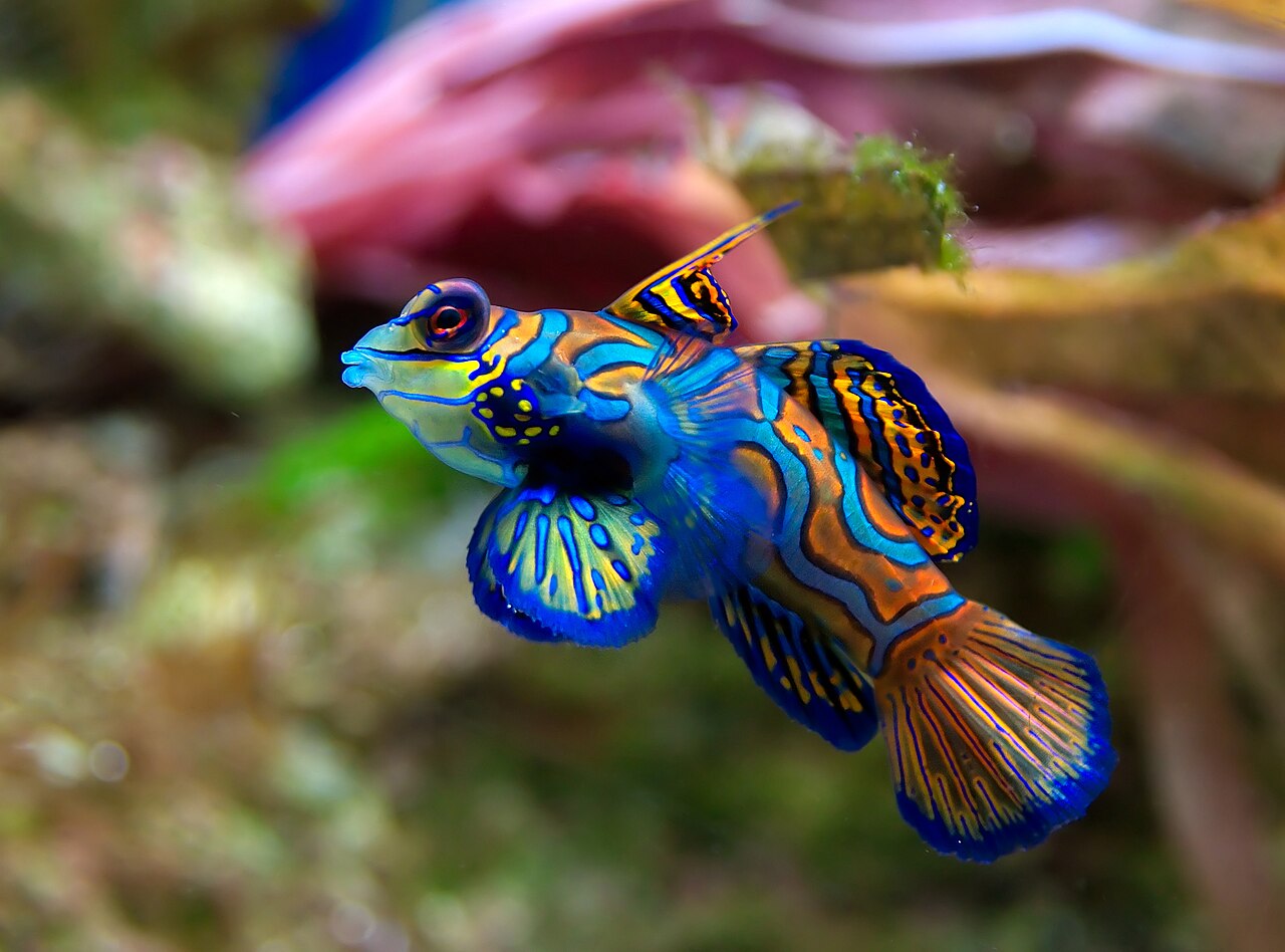 (Permata Laut) Rahasia di Balik Warna Kontras dan Lendir Beracun Mandarin Fish