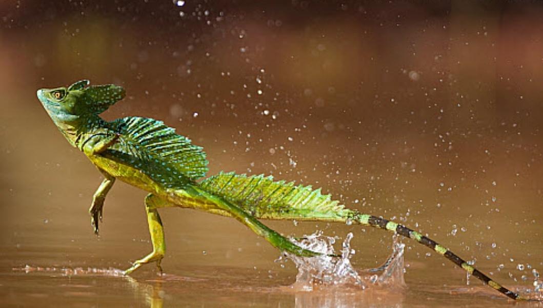 Basilisk, “Kadal Ninja” yang Bisa Berlari di Atas Air seperti Jurus Suimen Hokō no Gyō dalam Naruto