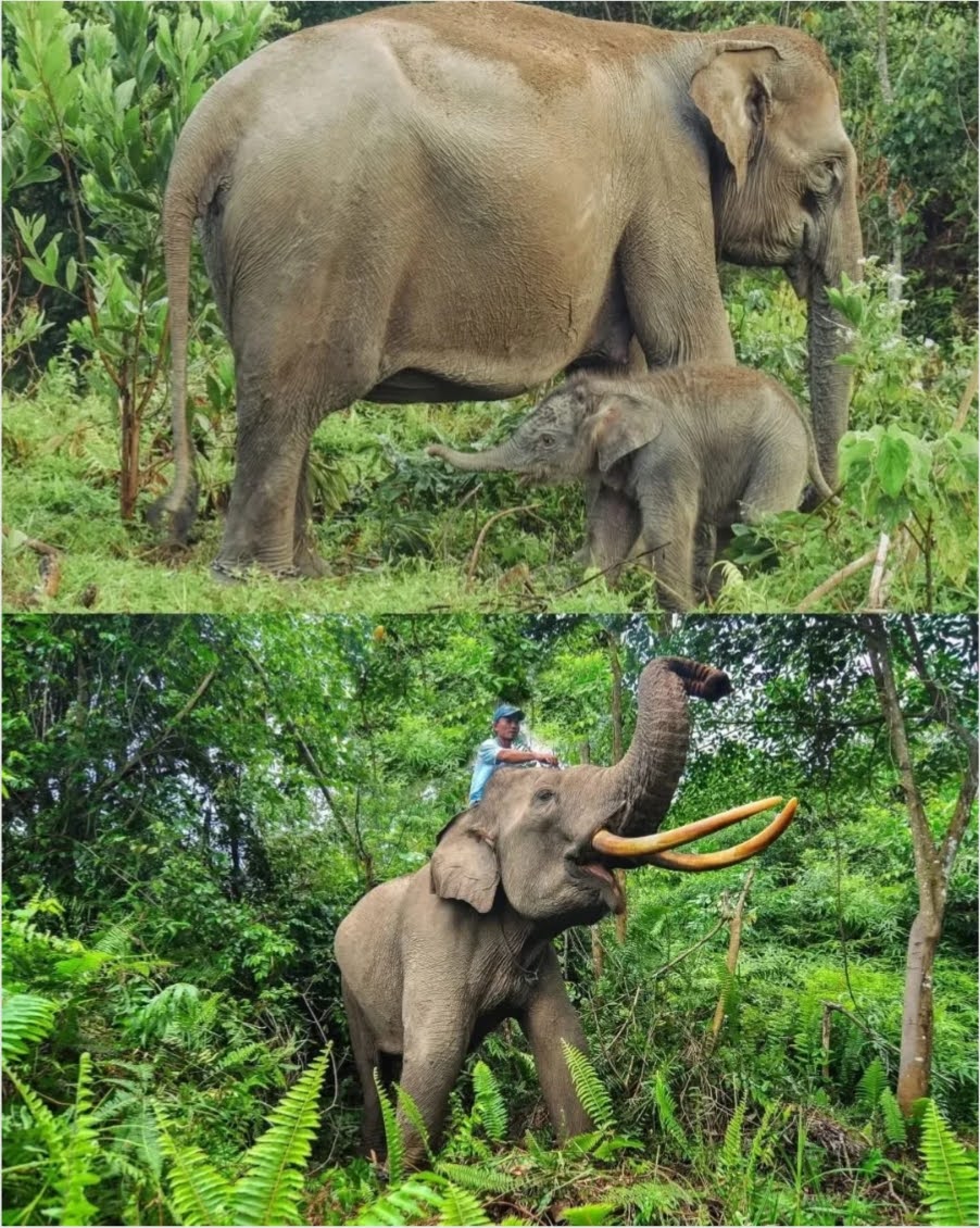 Darurat Gajah Tesso Nilo: 85% Hutan Musnah, Populasi Terancam Punah!