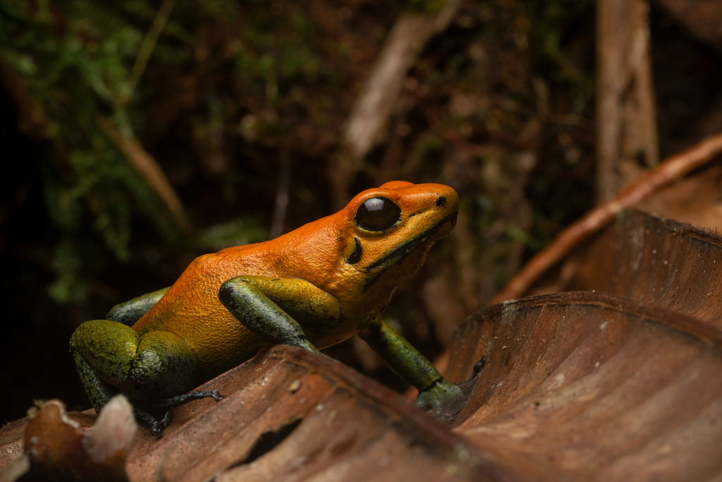 Mengapa Katak Beracun dari Famili Dendrobatidae Tidak Mati karena Racunnya Sendiri?