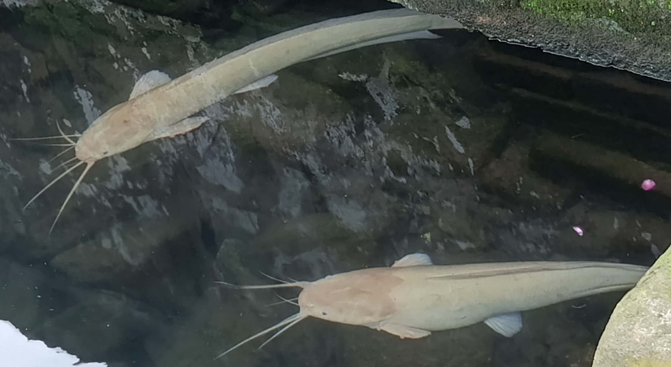 (Catfish) Ikan Lele Mengapa Absen di Resto Mewah? dan Menjadi Tabu di Daerah Tertentu