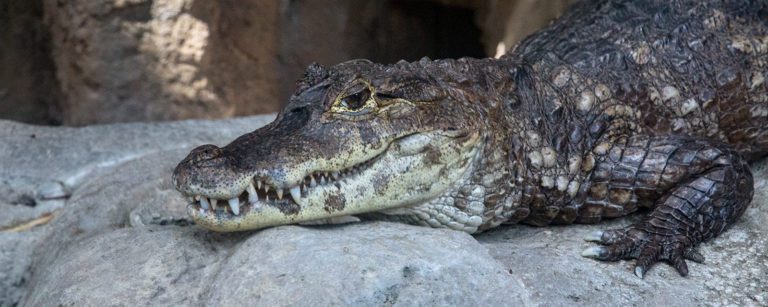 Kaiman Berkacamata, Reptil Tangguh dari Amerika Latin yang Mampu Beradaptasi di Berbagai Habitat