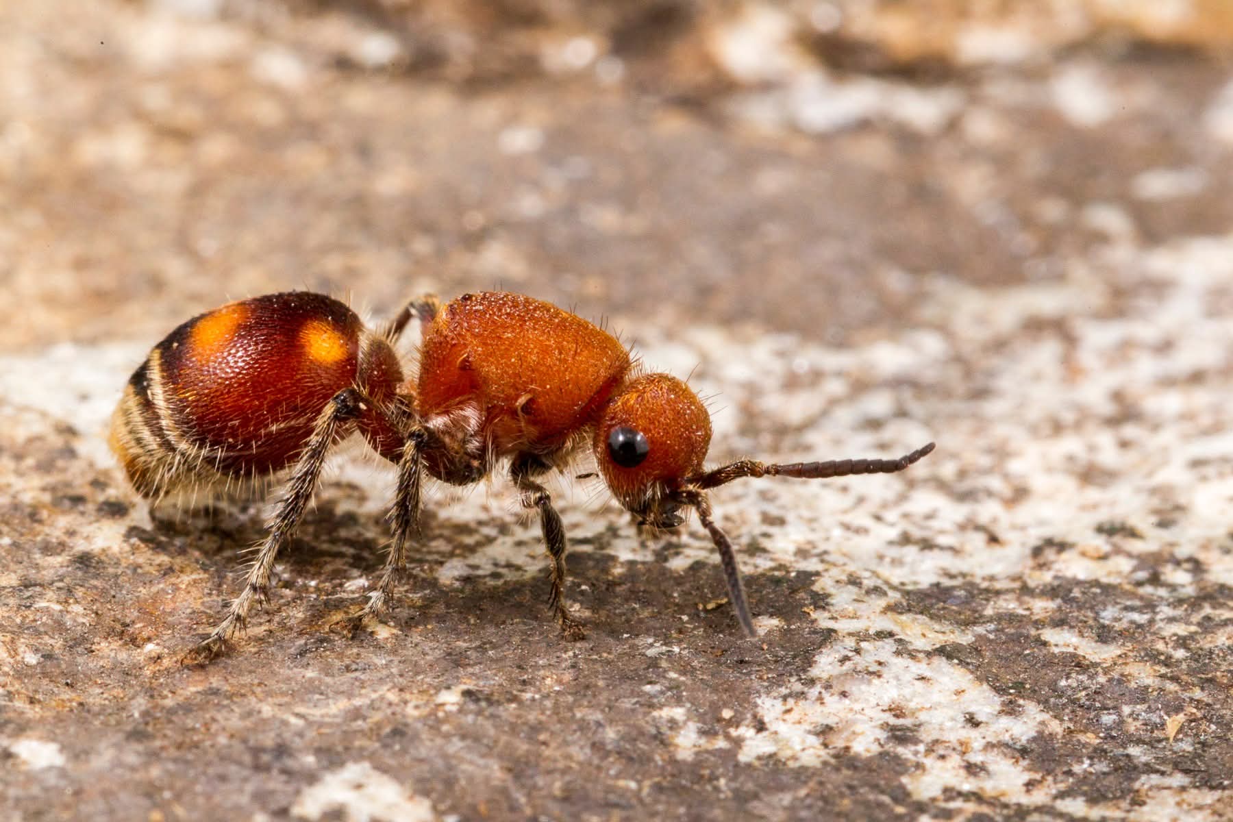 Velvet Ant: Sosok "Semut" Berbulu Cantik yang Menyimpan Sengatan Mematikan Tawon