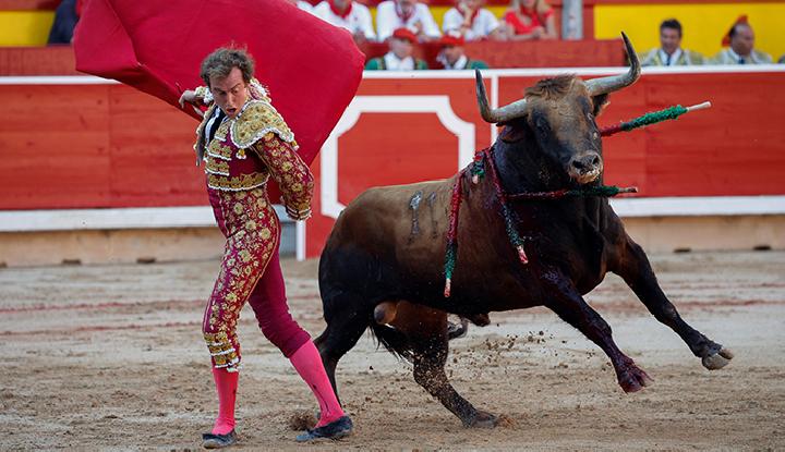 Spesies Banteng apa yang di gunakan untuk matador?