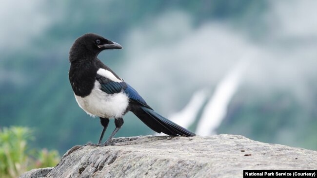 Mengejutkan Ungkap Hilangnya Lebih dari Setengah Populasi 100+ Spesies Burung di AS.