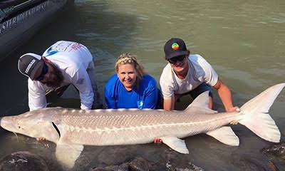 Sturgeon) Fossil purba yang masih bertahan hingga zaman ini?