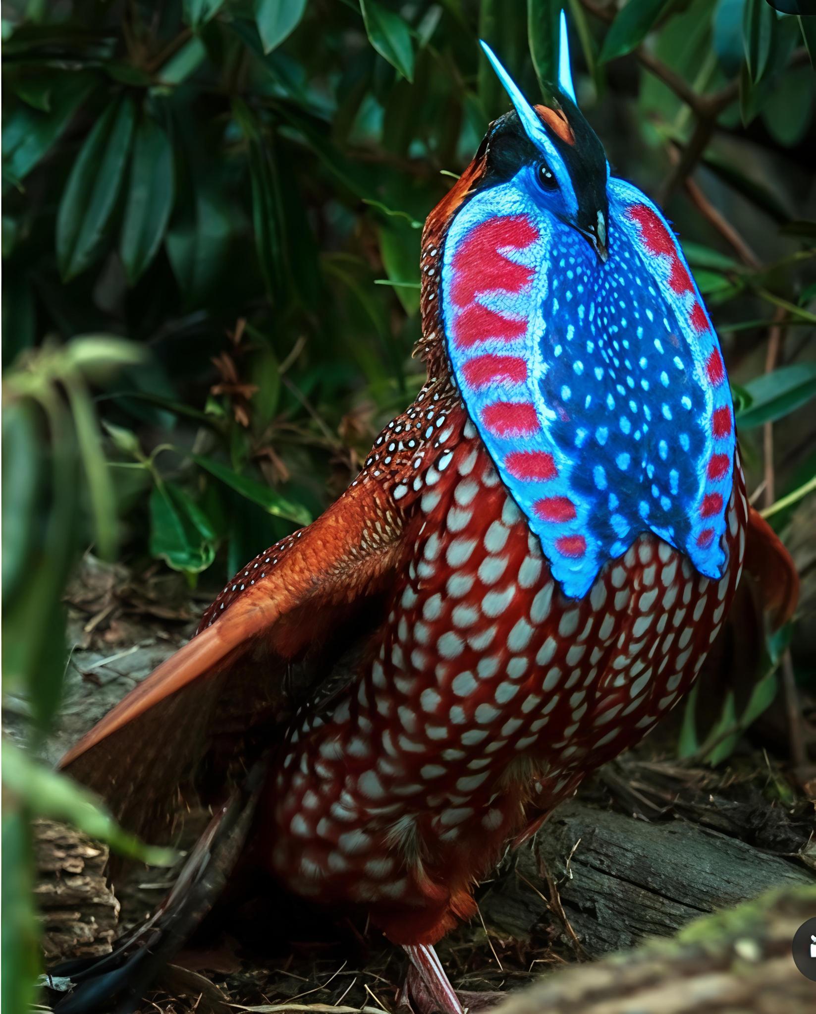 Mirip Alien fiksi,Species burung ini seperti memiliki antena di kepala.